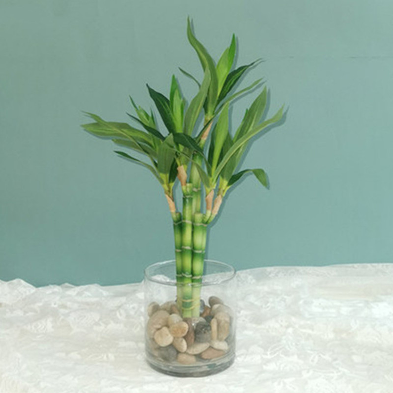Desk Setup Green - Nuevo 40cm rFtificial Lucky Bamboo suculenta