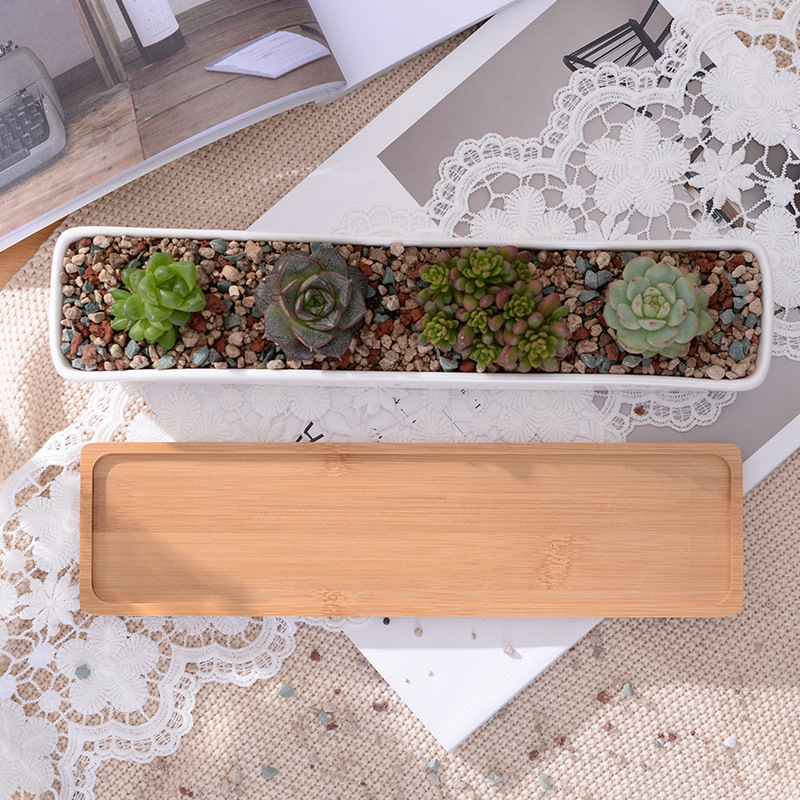 Maceta suculenta de cerámica b - Desk Setup Green reseña y precio